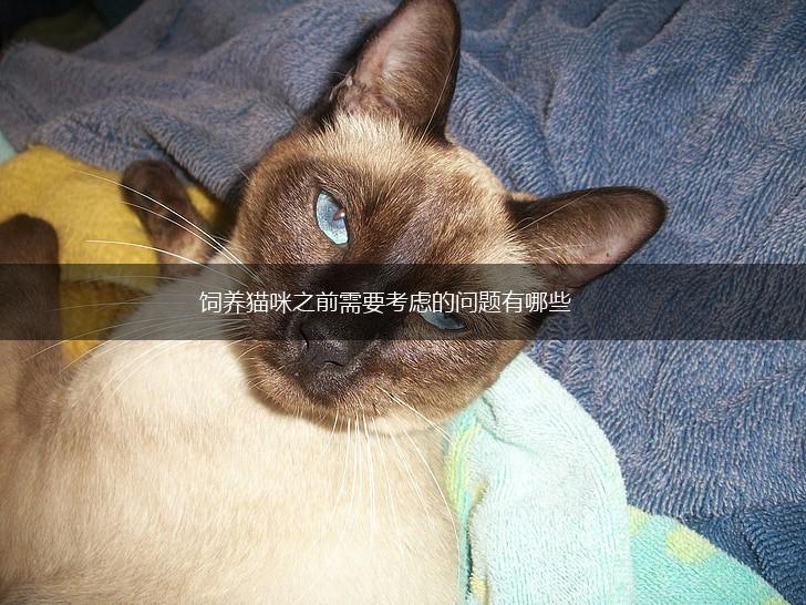 饲养猫咪之前需要考虑的问题有哪些,第1张