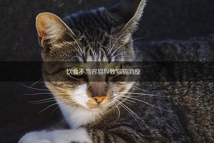 饮食不当容易导致猫猫消瘦,第1张