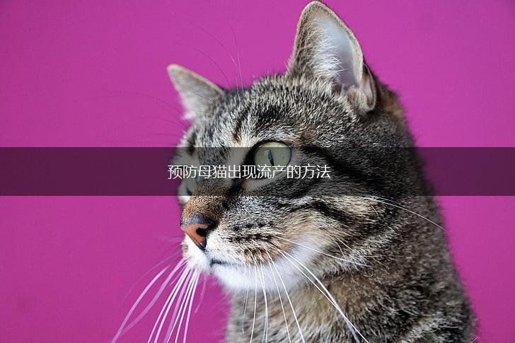 预防母猫出现流产的方法,第1张