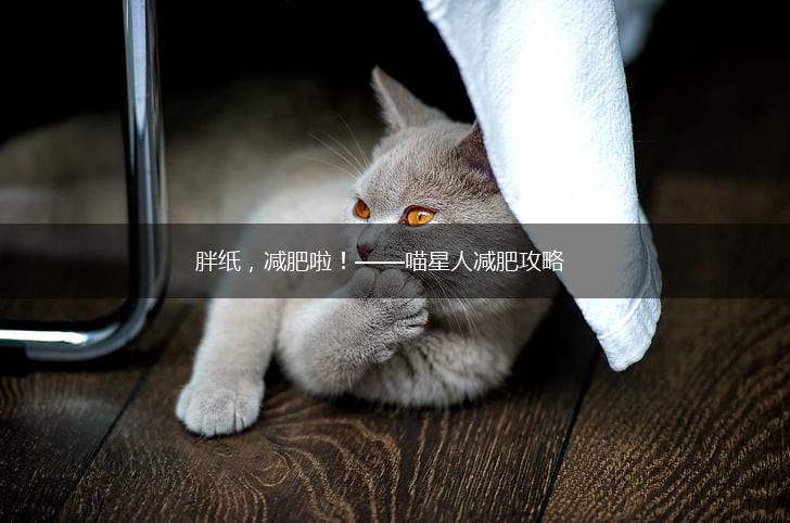 胖纸,减肥啦!——喵星人减肥攻略,第1张 胖纸,减肥啦!——喵星人减肥攻略,第1张