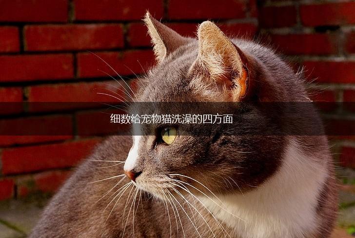 细数给宠物猫洗澡的四方面,第1张
