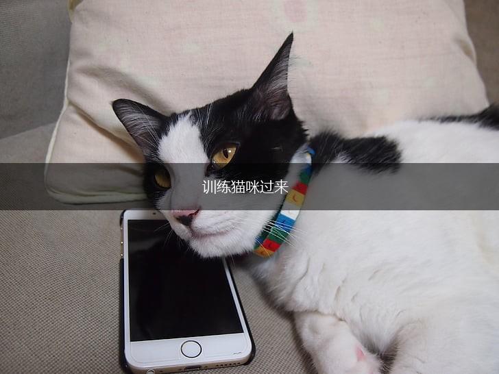 训练猫咪过来,第1张 训练猫咪过来,第1张
