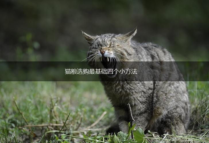 猫粮选购最基础四个小方法,第1张