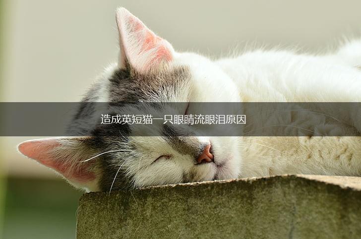 造成英短猫一只眼睛流眼泪原因,第1张