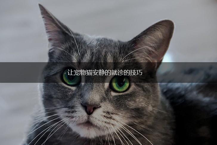 让宠物猫安静的就诊的技巧,第1张