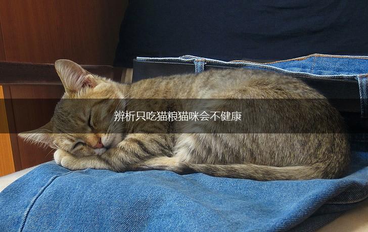 辨析只吃猫粮猫咪会不健康,第1张