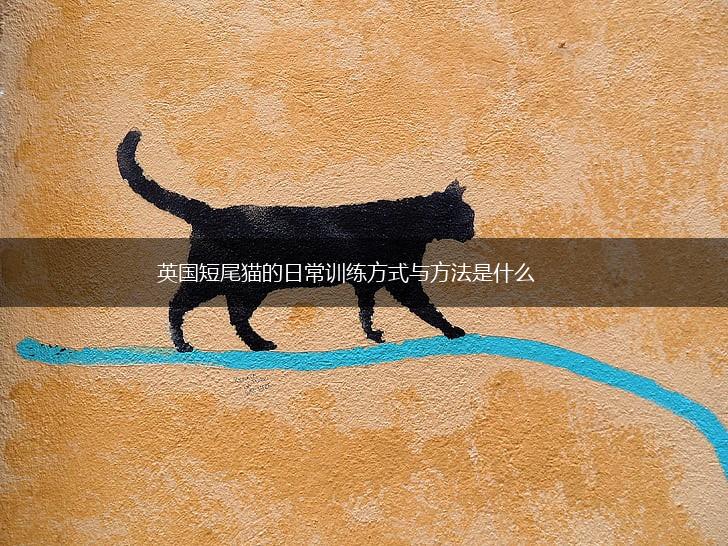 英国短尾猫的日常训练方式与方法是什么,第1张
