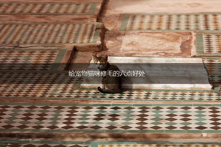 给宠物猫咪修毛的六点好处,第1张 给宠物猫咪修毛的六点好处,第1张