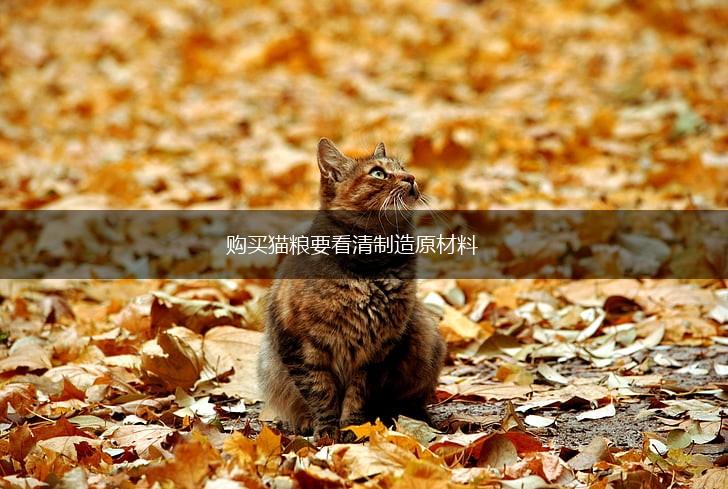 购买猫粮要看清制造原材料,第1张