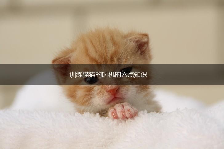 训练猫猫的时机的六点知识,第1张