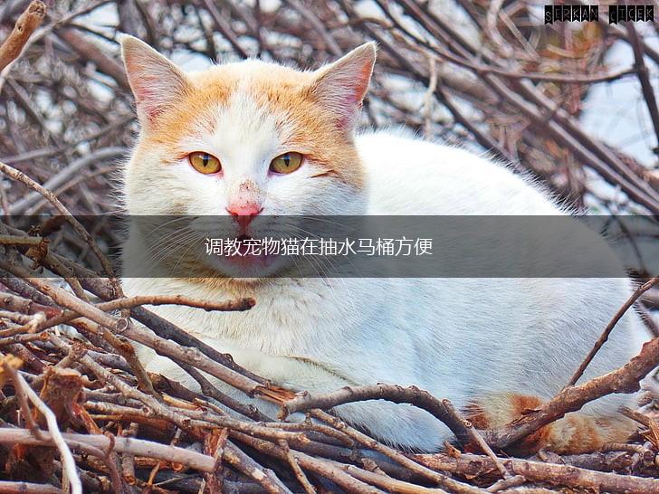 调教宠物猫在抽水马桶方便,第1张