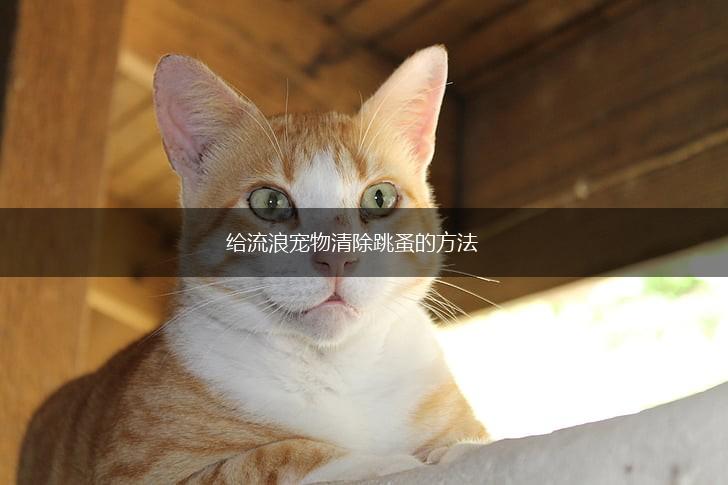 给流浪宠物清除跳蚤的方法,第1张 给流浪宠物清除跳蚤的方法,第1张