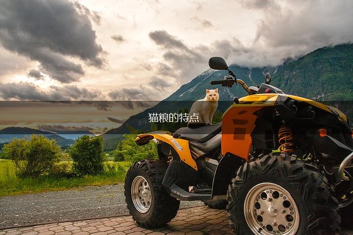 猫粮的特点,第1张