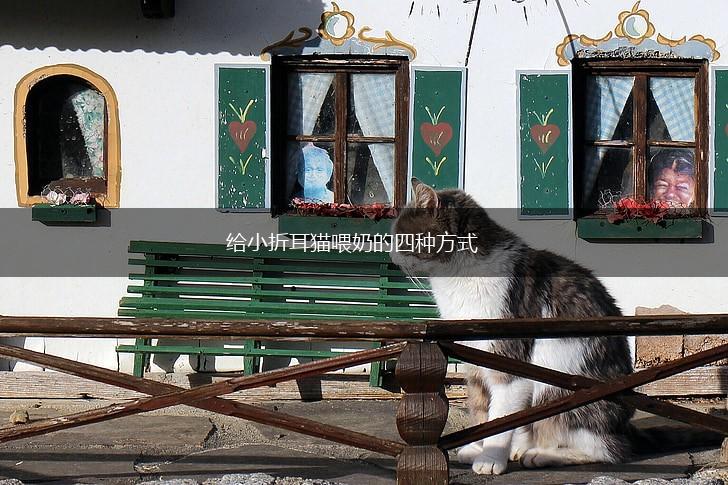 给小折耳猫喂奶的四种方式,第1张 给小折耳猫喂奶的四种方式,第1张