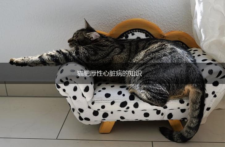 猫肥厚性心脏病的知识,第1张