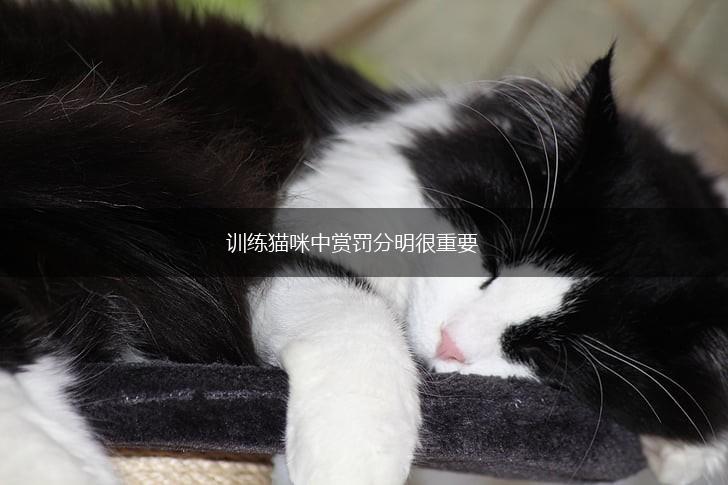 训练猫咪中赏罚分明很重要,第1张