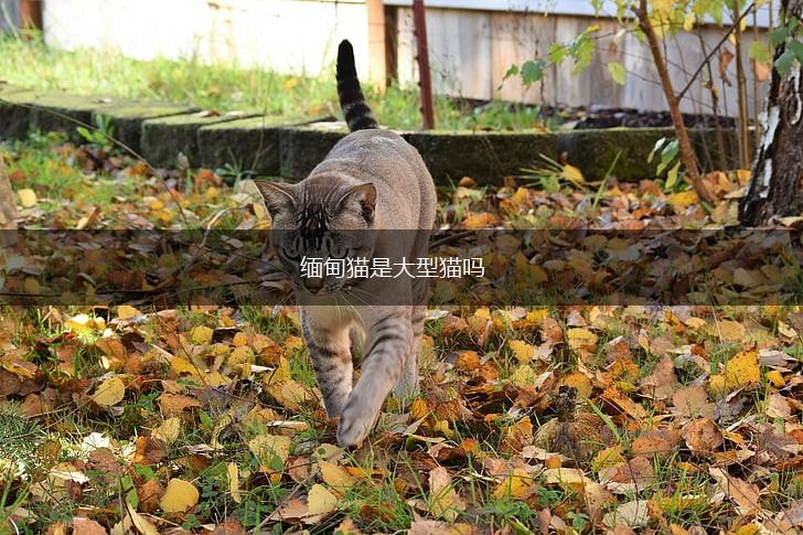 缅甸猫是大型猫吗,第1张 缅甸猫是大型猫吗,第1张