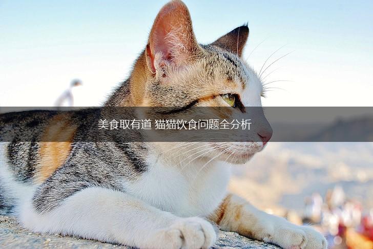 美食取有道 猫猫饮食问题全分析,第1张