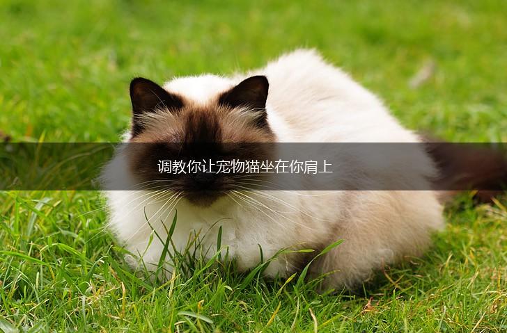 调教你让宠物猫坐在你肩上,第1张