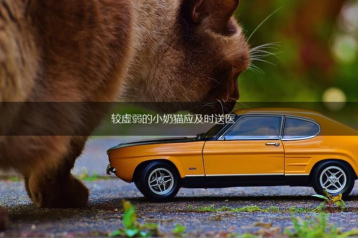 较虚弱的小奶猫应及时送医,第1张