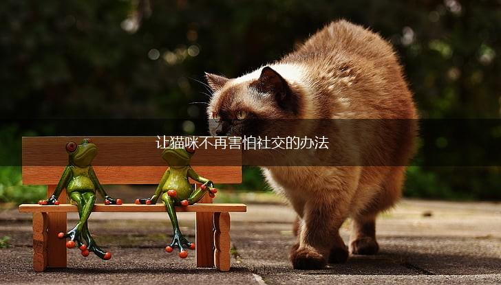 让猫咪不再害怕社交的办法,第1张