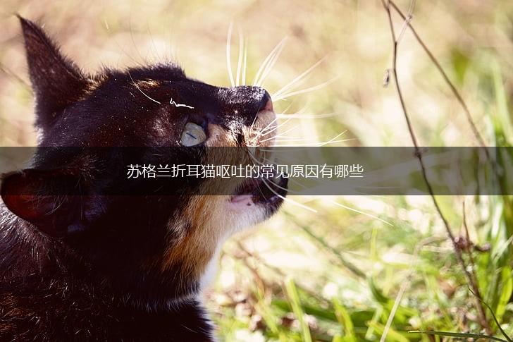 苏格兰折耳猫呕吐的常见原因有哪些,第1张