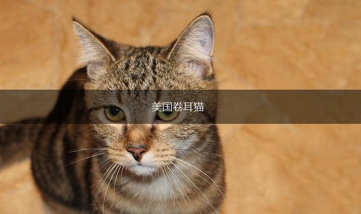 美国卷耳猫,第1张