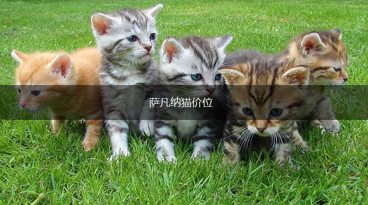 萨凡纳猫价位,第1张