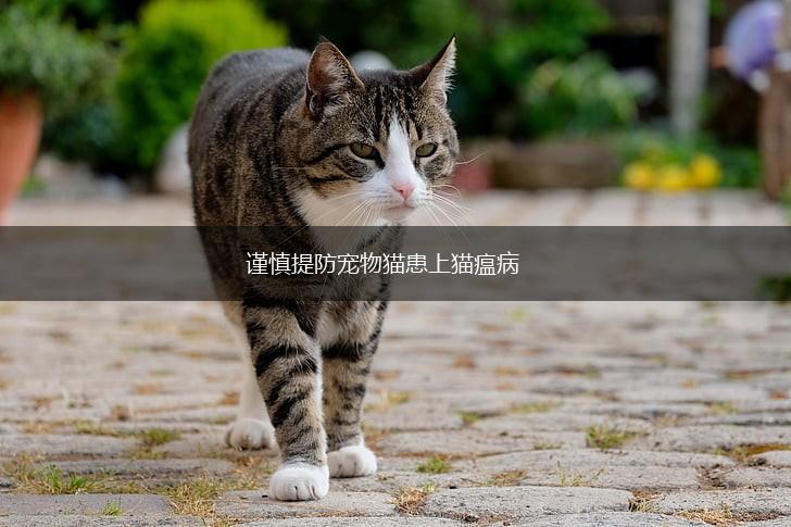 谨慎提防宠物猫患上猫瘟病,第1张