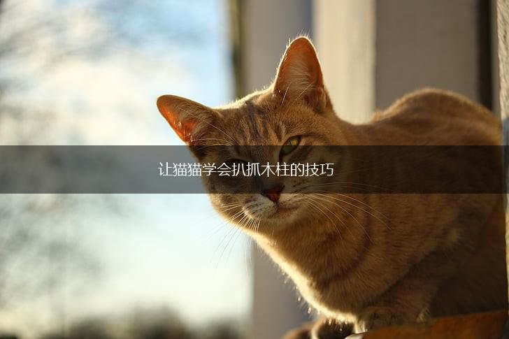 让猫猫学会扒抓木柱的技巧,第1张