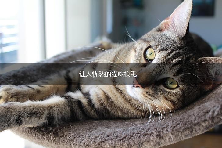 让人忧愁的猫咪换毛,第1张