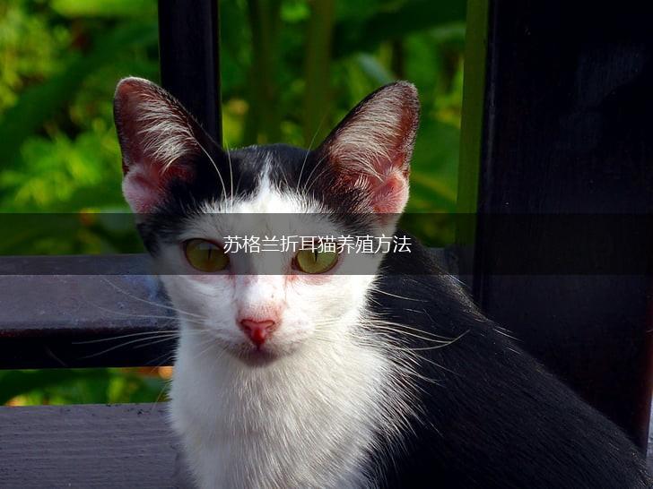 苏格兰折耳猫养殖方法,第1张 苏格兰折耳猫养殖方法,第1张