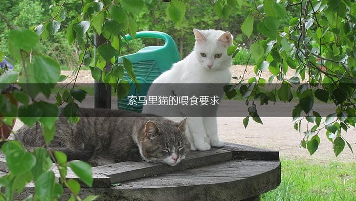 索马里猫的喂食要求,第1张