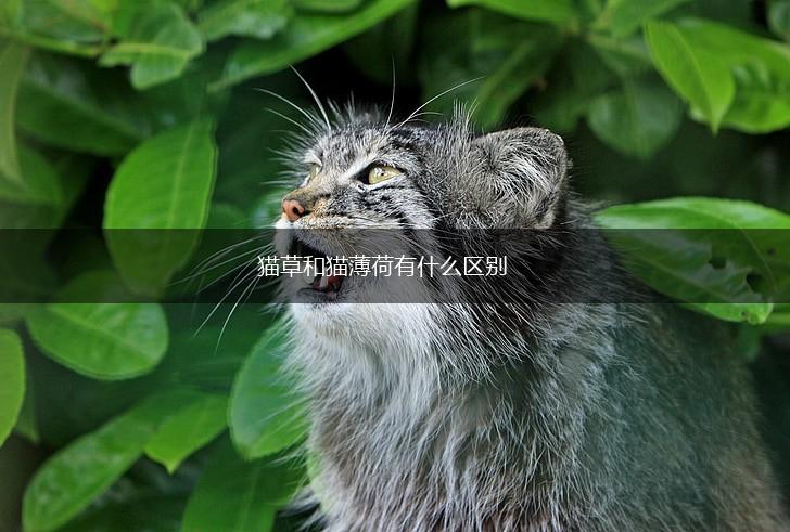 猫草和猫薄荷有什么区别,第1张