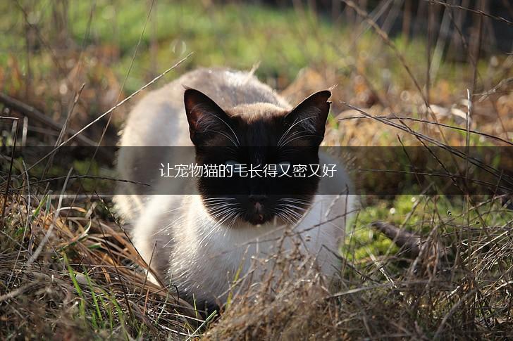 让宠物猫的毛长得又密又好,第1张