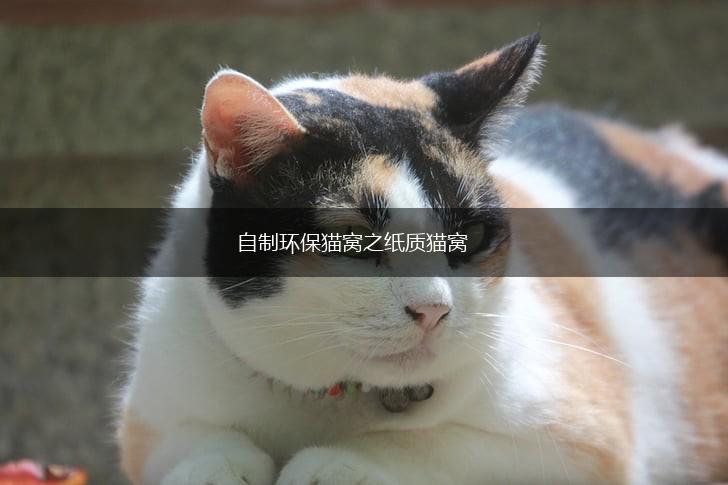 自制环保猫窝之纸质猫窝,第1张