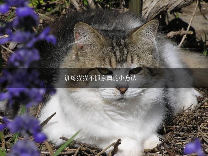 训练猫猫不抓家具的小方法,第1张