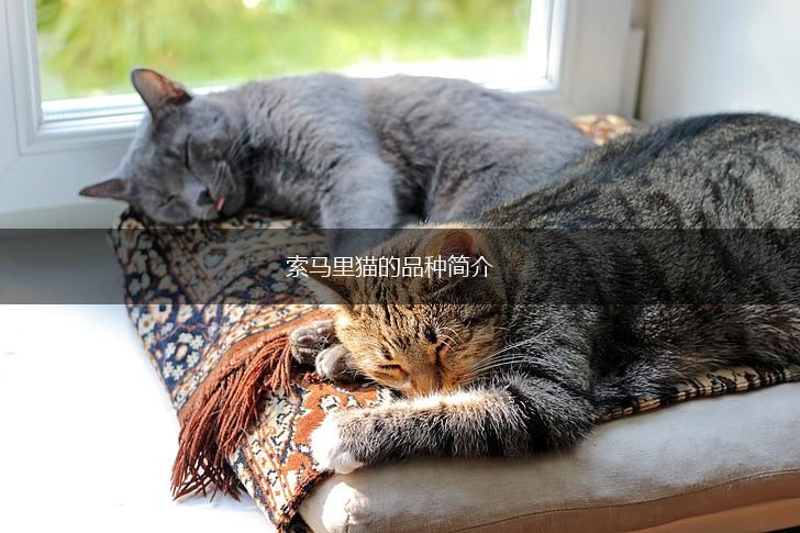 索马里猫的品种简介,第1张