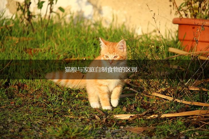 猫粮与家庭自制食物的区别,第1张 猫粮与家庭自制食物的区别,第1张