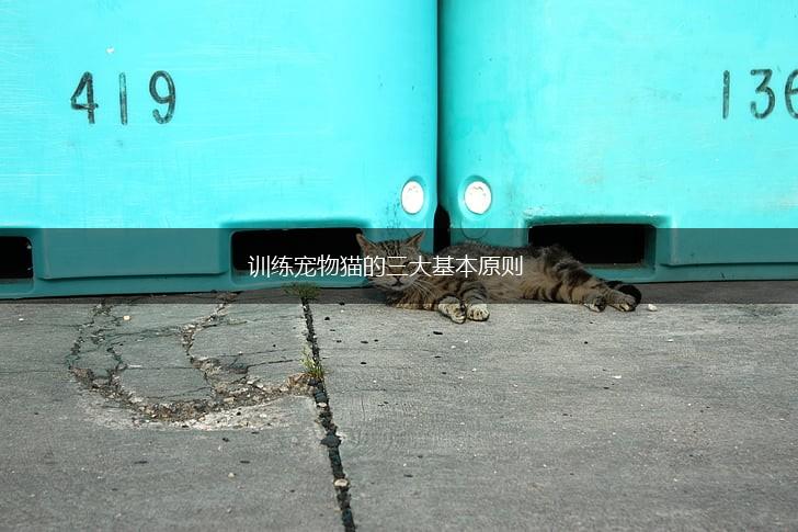 训练宠物猫的三大基本原则,第1张 训练宠物猫的三大基本原则,第1张