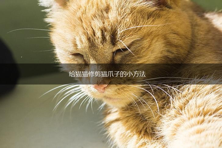 给猫猫修剪猫爪子的小方法,第1张 给猫猫修剪猫爪子的小方法,第1张