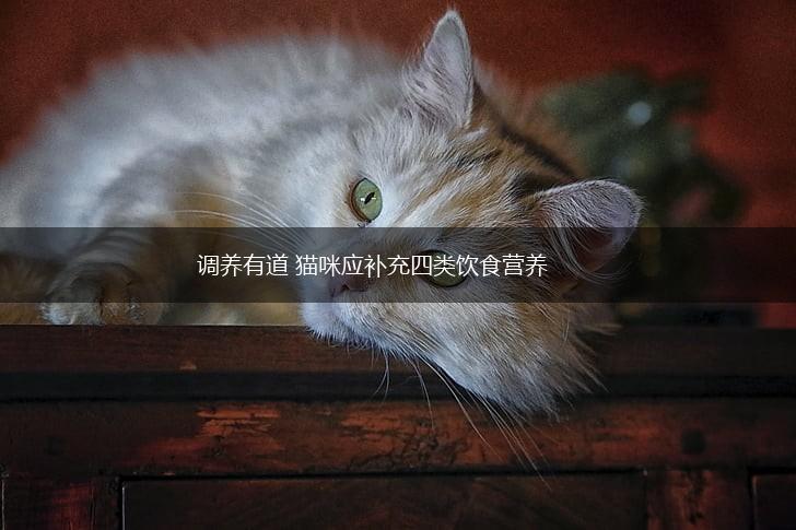 调养有道 猫咪应补充四类饮食营养,第1张