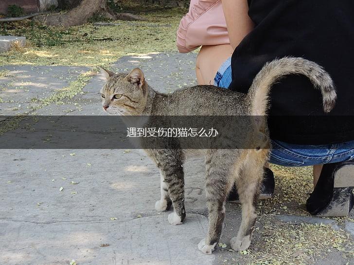 遇到受伤的猫怎么办,第1张
