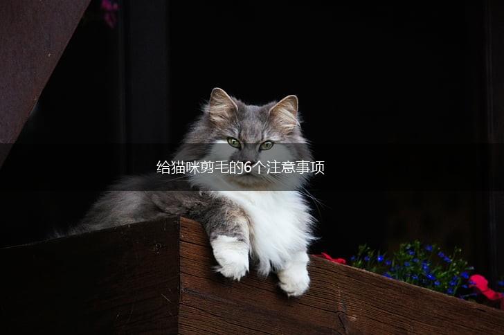 给猫咪剪毛的6个注意事项,第1张