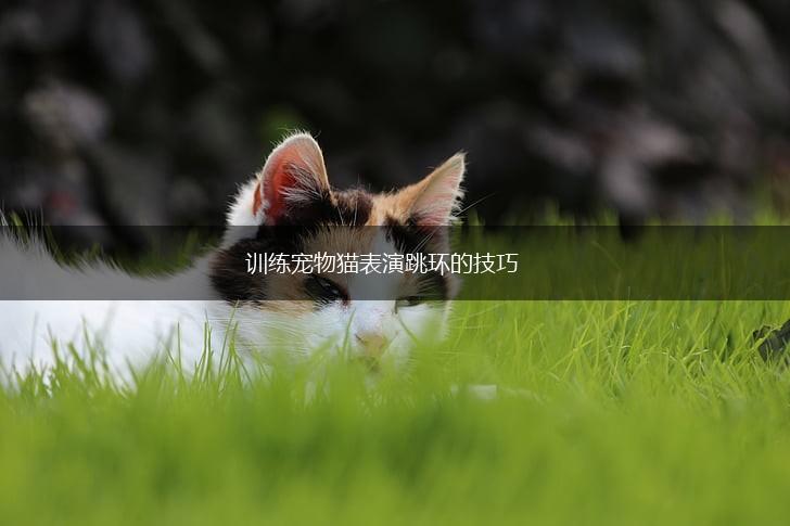 训练宠物猫表演跳环的技巧,第1张