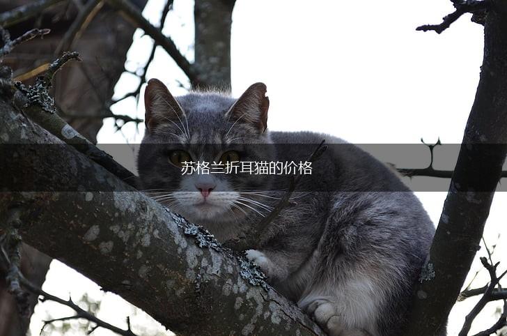 苏格兰折耳猫的价格,第1张