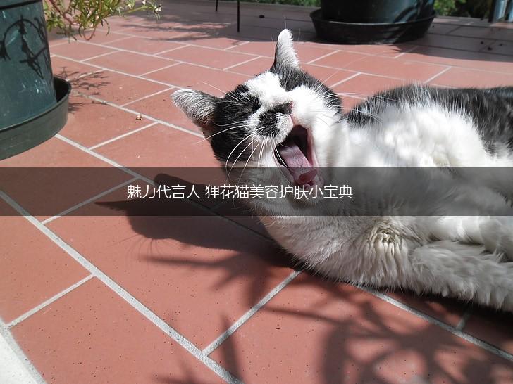 魅力代言人 狸花猫美容护肤小宝典,第1张