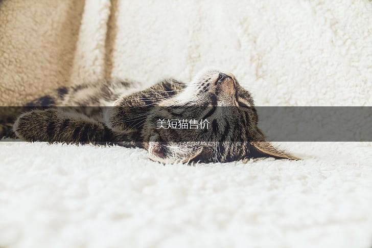 美短猫售价,第1张