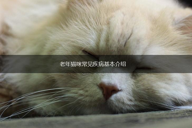 老年猫咪常见疾病基本介绍,第1张 老年猫咪常见疾病基本介绍,第1张