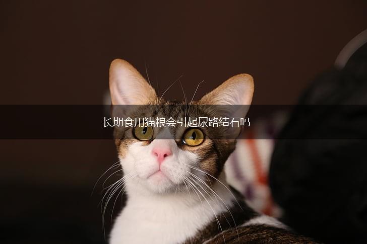 长期食用猫粮会引起尿路结石吗,第1张